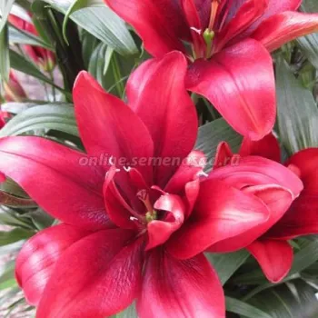 Asiatic Double